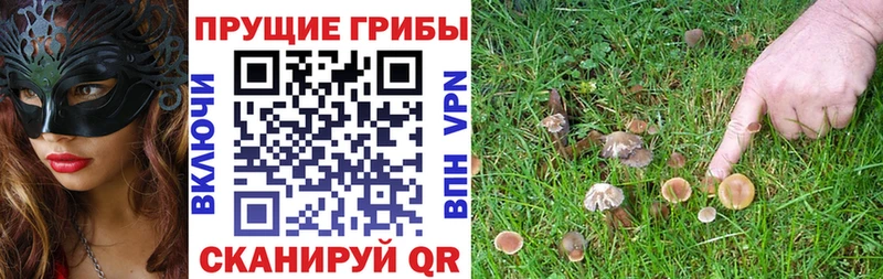 Псилоцибиновые грибы Psilocybe  Тара 